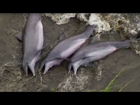 delfin kick fogyás