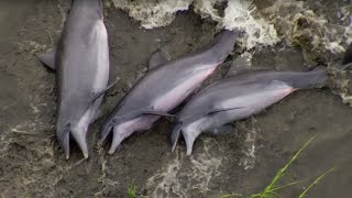 Dolphins Beach Themselves To Feed | The Hunt | BBC Earth