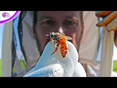 , title : 'لماذا يجب قتل ملكات النحل ؟'