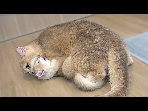 Kitten Shan was receiving playful smacks from his cat mommy, so funny