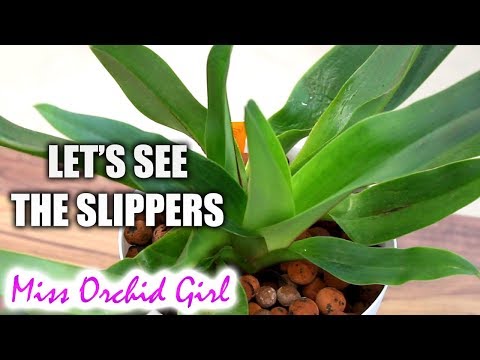 Paphiopedilum and Phragmipedium Update - The slipper Orchids!