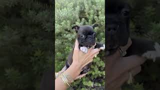 Video preview image #1 Faux Frenchbo Bulldog Puppy For Sale in Corona, CA, USA