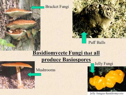 Fungi