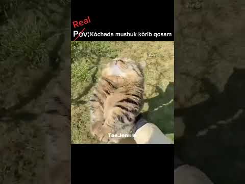 Eso es un gato señora 🤦🗣️#michis#gatos#humor#shorts