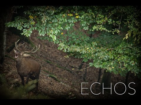 ÉCHOS, sur les traces du Cerf élaphe