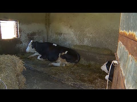 I ngordh lopa, pronari dyshon në ujërat e zeza - 16 SHTATOR 2019 RTV TEMA