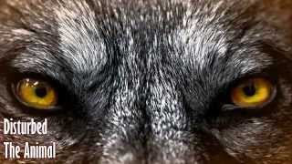Disturbed - The Animal (Legendado BR)