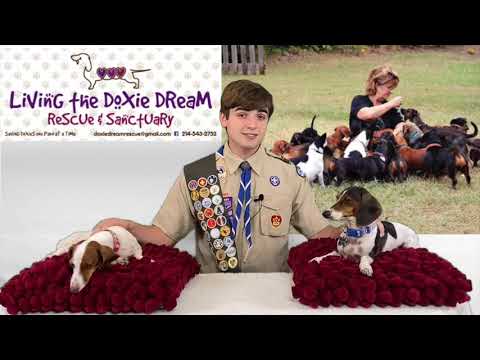 Keegan Clendenin Build Dog Beds for Rescue Pups!