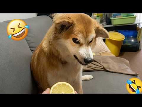 You’ll Laugh So Hard Watching These Funny Dogs 🤣🐶 FUNNIEST DOGS video 2026 #1