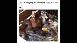 Download lagu suara asli backsound bebek ketawa #Shorts mp3