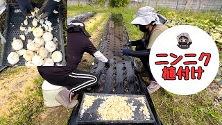 Peeled and planted garlic [Garlic] [Jumbo Garlic] [Planting] [Home Garden]