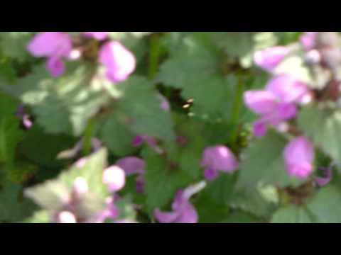 Frühlingserwachen - Purpurrote Taubnessel (Lamium purpureum)