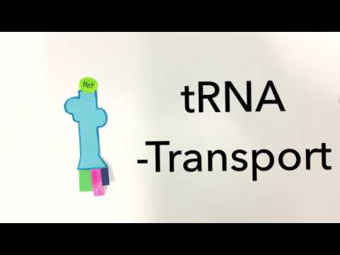 Die Translation einfach erklärt