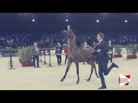 Paris WAHC 2016 - Friday Highlights