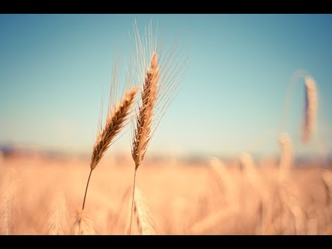 What is Khapli Wheat