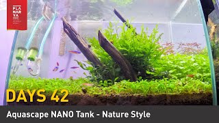 DAY 42 AQUASCAPE NANO TANK - NATURE STYLE
