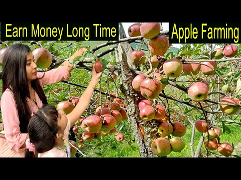 , title : 'How to Make Money Farming Apple - How to Grow Apple Step by Step - Apple Farming Business Ideas'