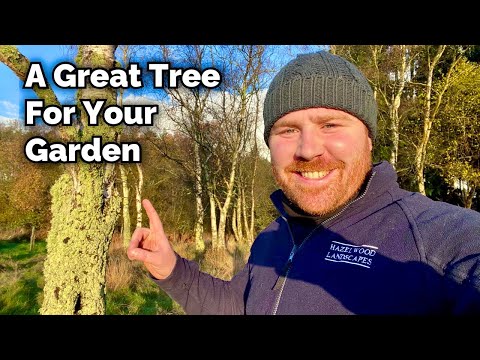 Silver Birch - One Of the BEST Trees For Wildlife