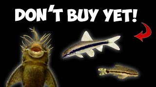 You don't need Algae eating fish in your Aquarium, here's why