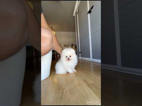 Cachorro Pomerania Doncella