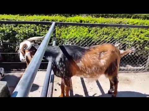 Freche Ziege beißt Mädchen in den Arsch - Naughty goat biting girl's butt