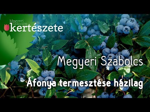 előkészítés a látás javítására áfonya