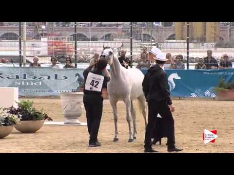N.42 OMEL AISHA AL JASSIMYA - Menton 2015 - Fillies 2 years old (Class 2B)