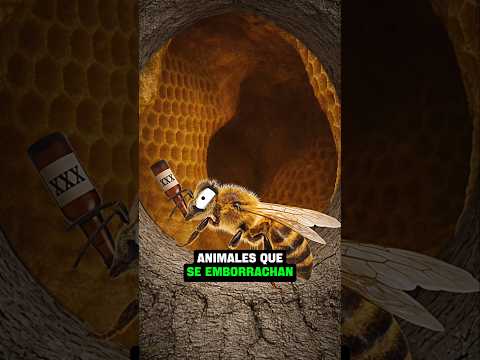 las abejas pueden ARRUINAR su propia vida 😱 #curiosidades