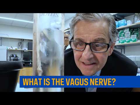What is the vagus nerve?