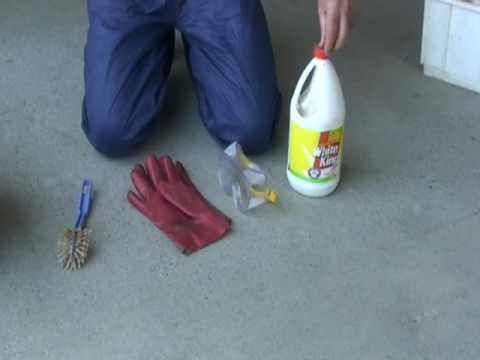 Phylloxera Disinfection Technique