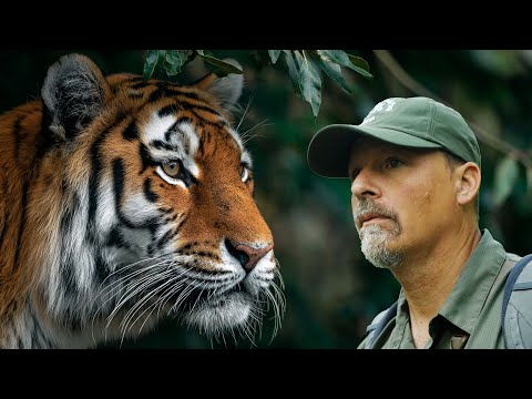 Face to Face With a Man Eating Tiger
