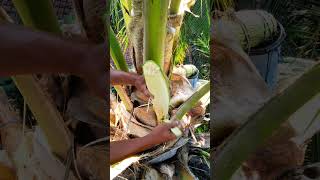 Download lagu What Happens Before Coconut Sap Is Harvested? 🌴 mp3