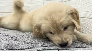 ゴールデンレトリバーの動画01