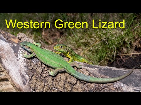 Jašterica veľká západná (Lacerta bilineata) — European Herptiles séria