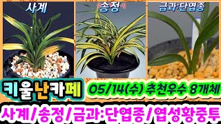 05/14(수) 추천우수 8개체 [1.사계 2.송정 3.금과:단엽종 4~5.송정 6.엽성황중투 7.장단엽두화 8.산출황산반]