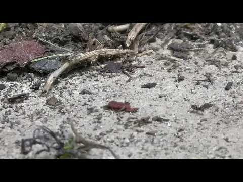 Not Termites, Just Ants in Manahawkin, NJ