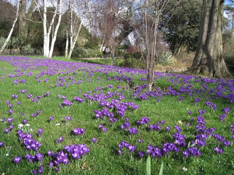 image-How many crocus bulbs can you plant together?