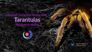 Varsity Tutors' StarCourse: Tarantula Encounter with BUTTERFLY PAVILION