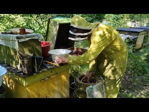 Пчеловодство.Опять словил ДОБРЫЙ бродячий РОЙ! Роеловство в дуплянке.Словил добрый рой пчёл в лесу.