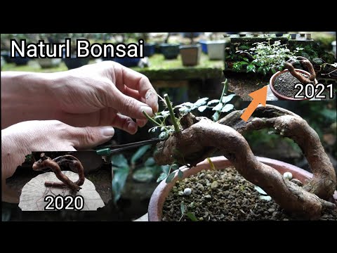 【Bonsai diary】  山採りノイバラ・成長記録①（2020/12/11～2021/5/20）♯201