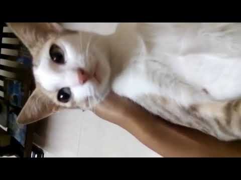 Putting my cat to sleep