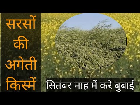 PUSA SARSON 28  | सितम्बर में बोई जाने वाली सरसों की किस्में | Early varieties of Mustard