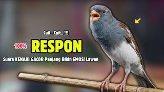 Download lagu Suara Kenari GACOR Panjang cuit cuit emosi || Suara PANCINGAN Kenari Belajar Bunyi Ngeriwik #725 mp3