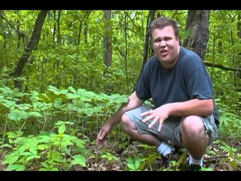 The American Mandrake