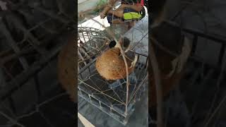 Download lagu burung belibis pikat suara mp3 Download lagu burung belibis pikat suara mp3