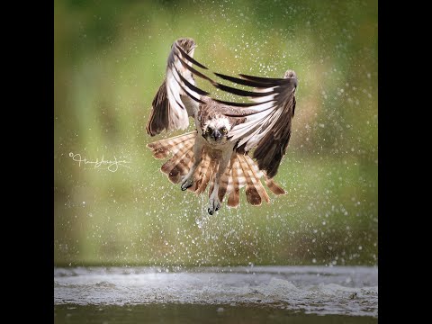 Wildlife photography in Scotland  during Summer Lockdown 2020 - Osprey & Red Squirrel action.