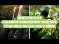 One Hour Of Calming Rainforest Sounds That Will Relax Your Mind