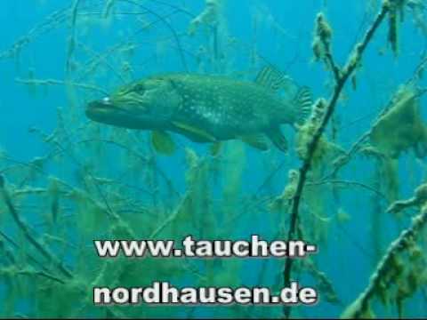 Stör bei tauchen-nordhausen.de