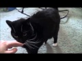Saying Hello To My Tuxedo Cat Cola And Getting A Friendly Greeting From Her 2 28 15