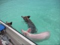 Swimming Pigs in the crystal clear sea of the ...